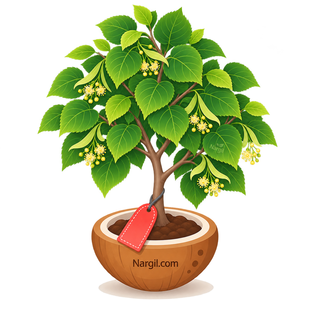 Nargil_Tilia cordata